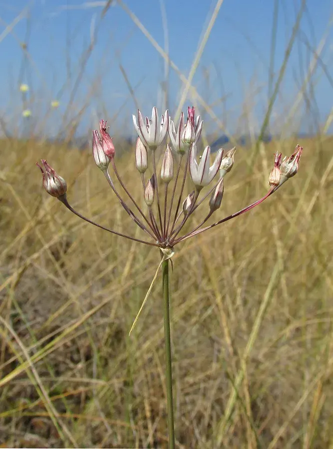 La carte Allium moschatum