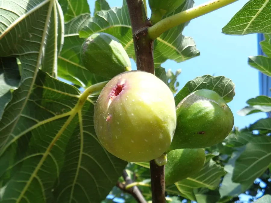 The Fig card