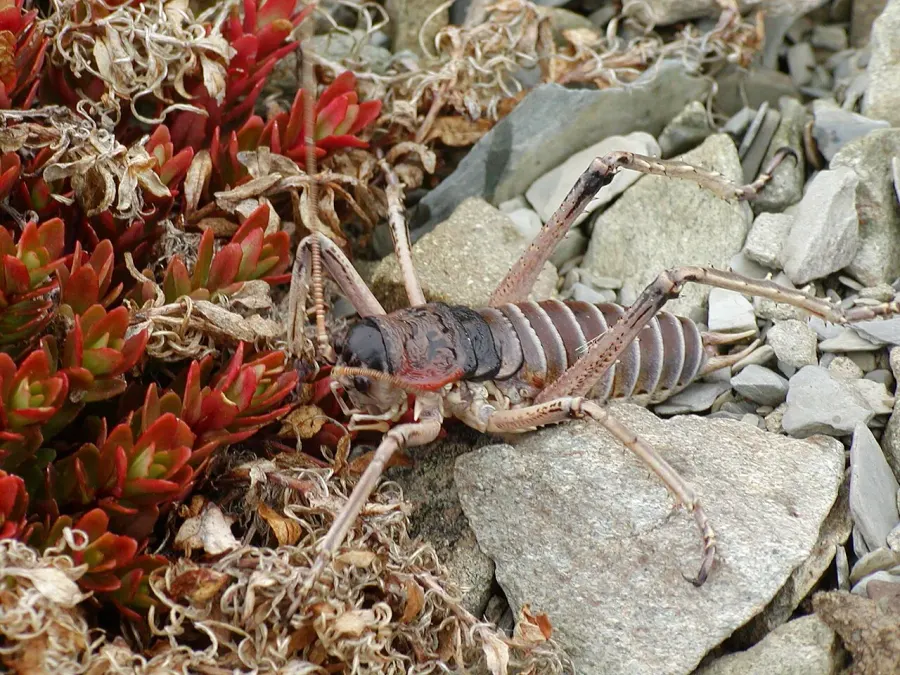 The Giant wētā card