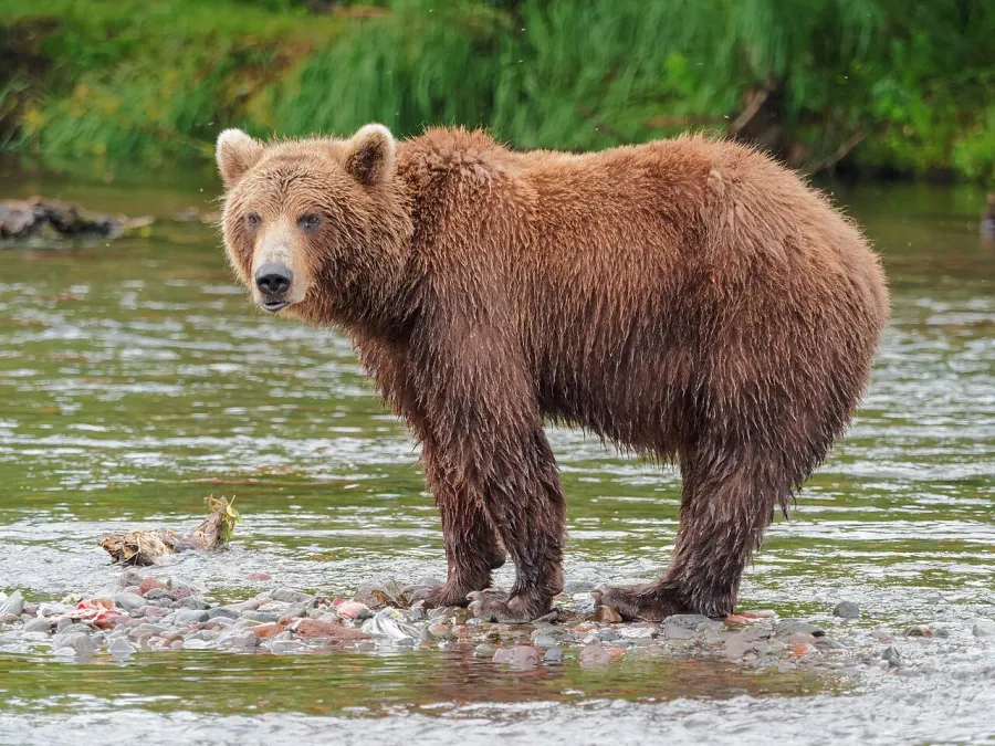 The Brown bear card