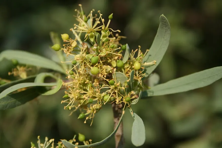 The Boscia albitrunca card