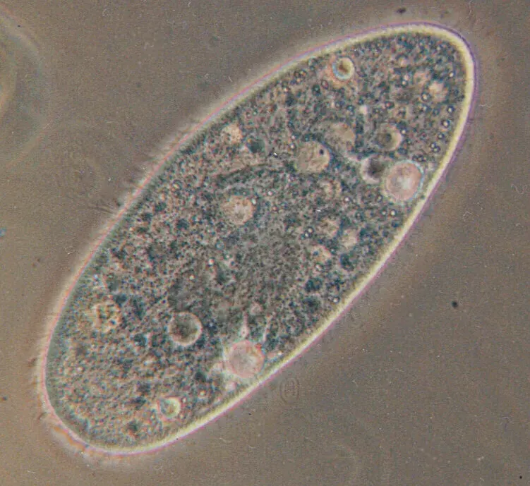 The Unicellular organism card