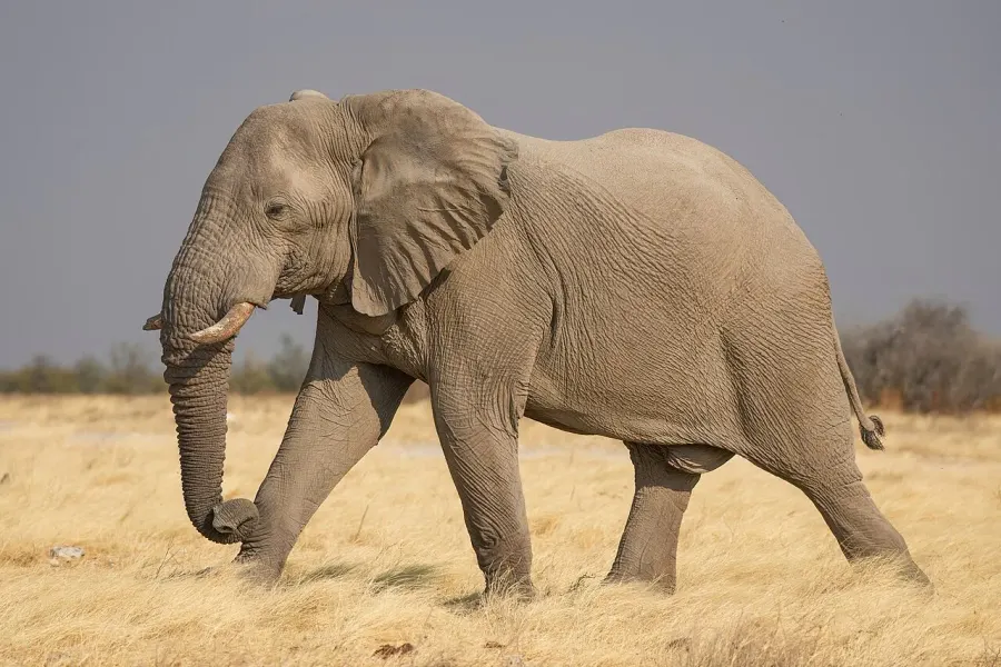 The African bush elephant card