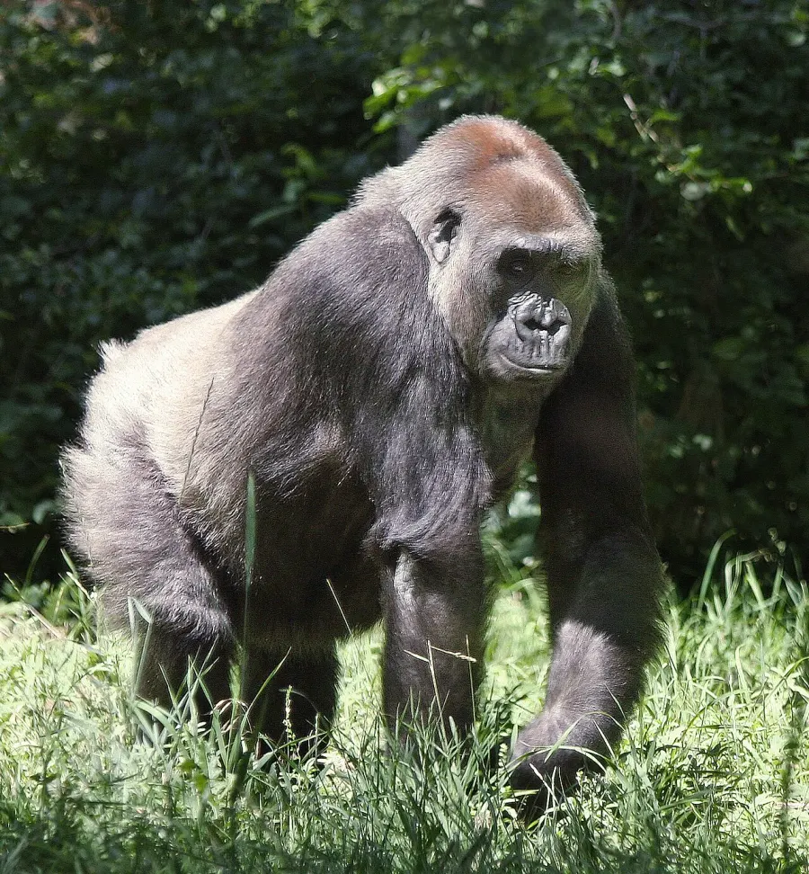 The Gorilla card