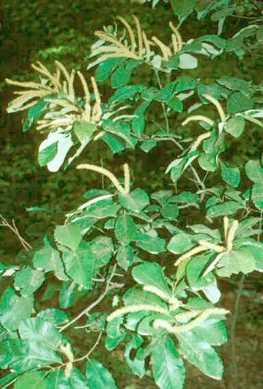 The Castanea pumila card
