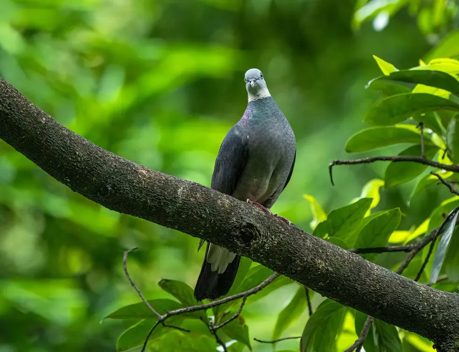 La carte Pigeon cendré