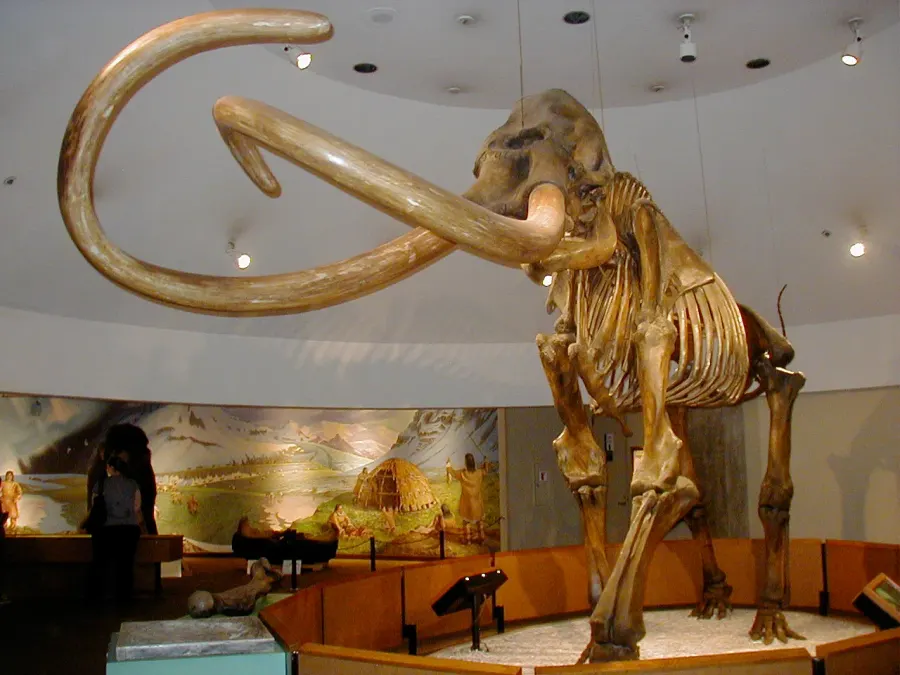 The Mammoth card