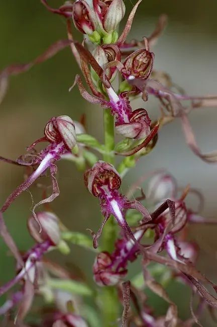 The Himantoglossum adriaticum card