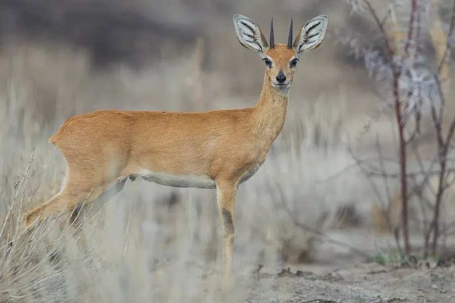 La carte Raphicerus campestris