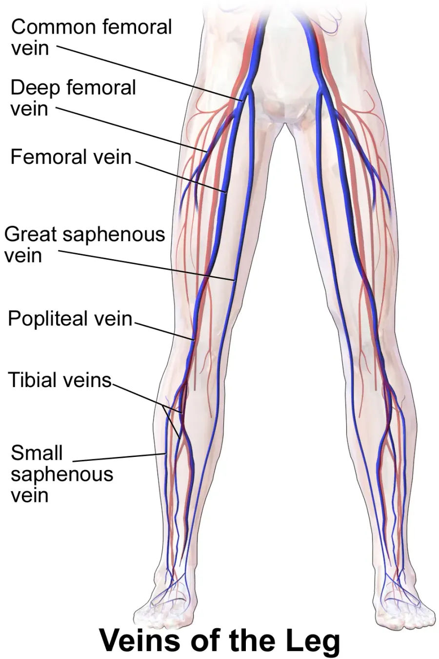 The Femoral vein card