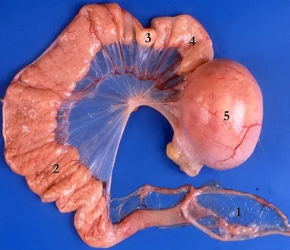 The Oviduct card