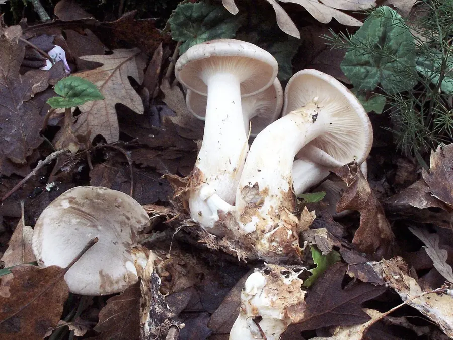 The Clitocybe card