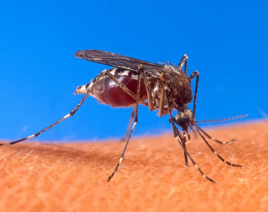 The Insect bites and stings card