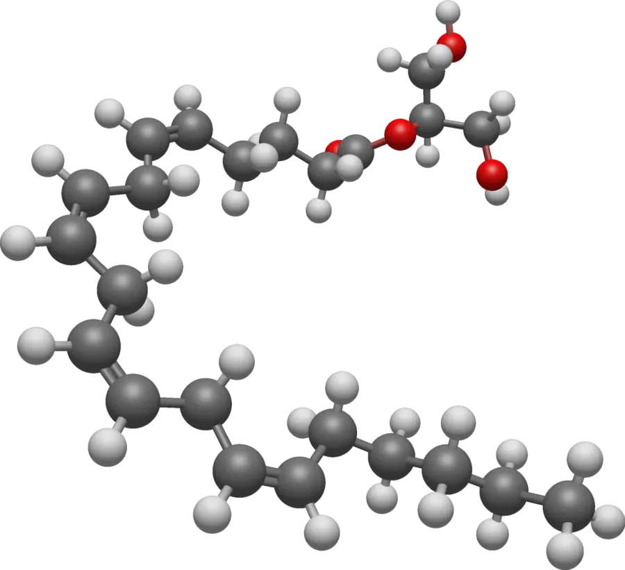 The Endocannabinoid system card