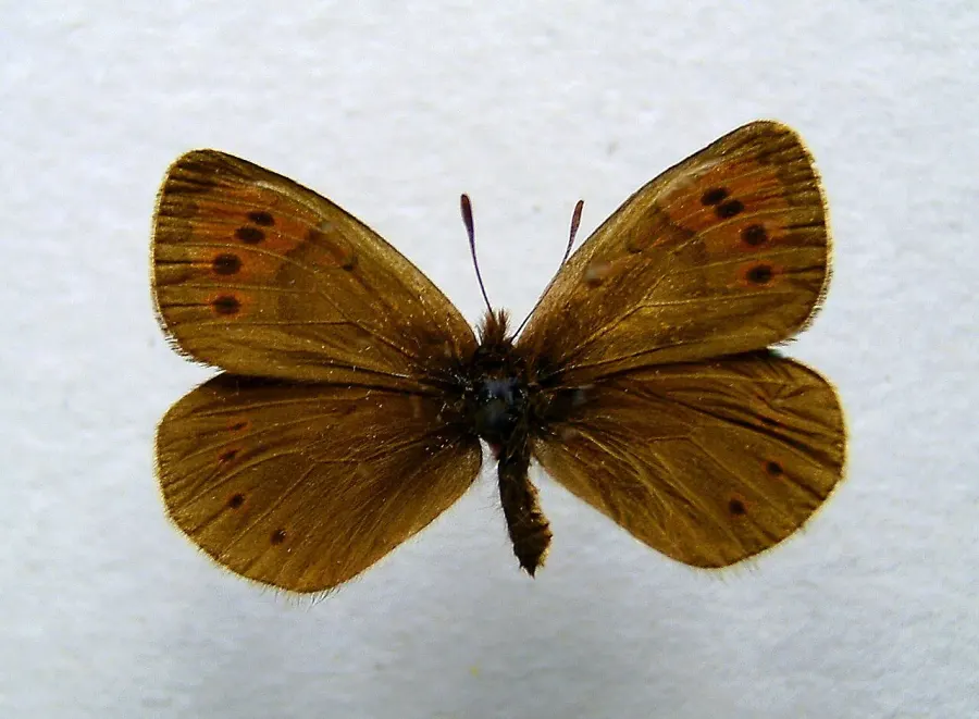 The Erebia pandrose card