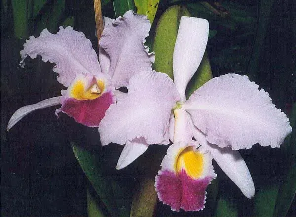 The Cattleya trianae card