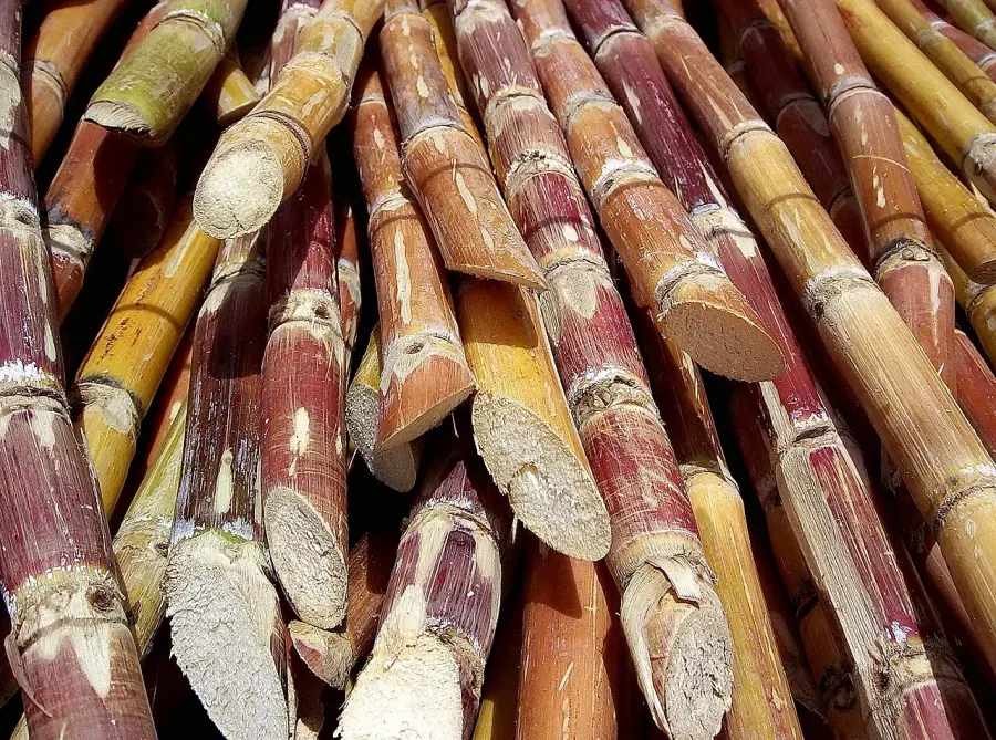 The Sugarcane card