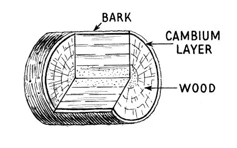 La carte Cambium