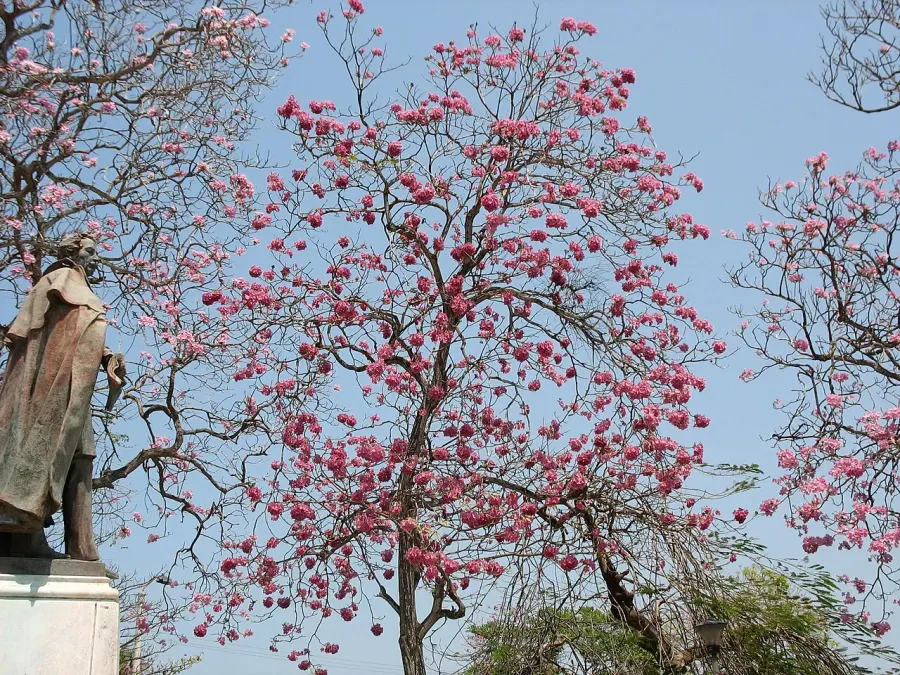La carte Tabebuia rosea