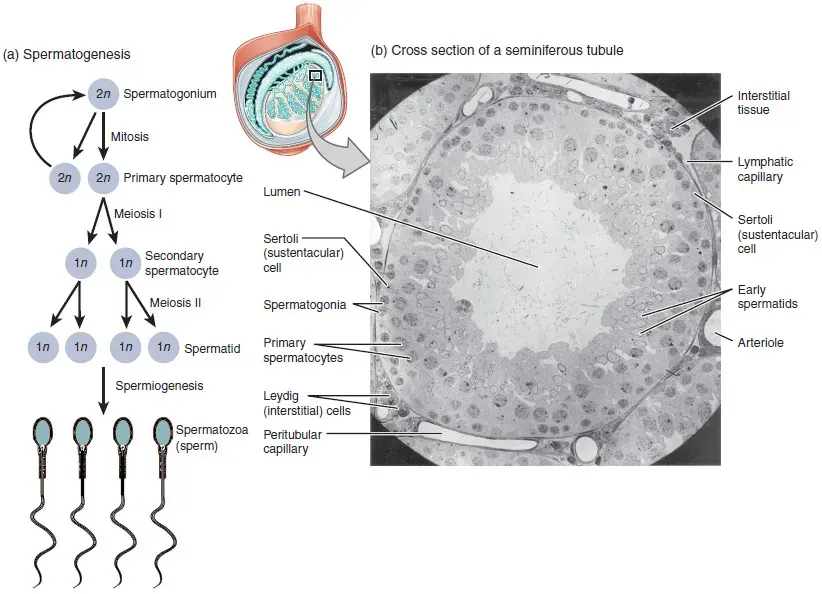 La carte Spermatogenèse