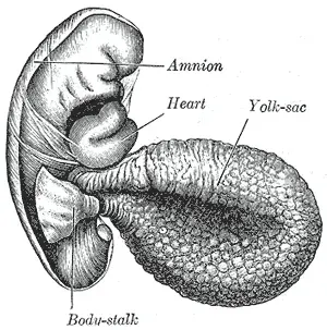 The Yolk sac card