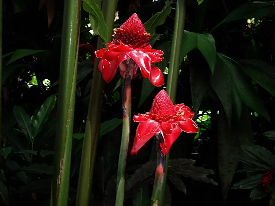 La carte Zingiberaceae
