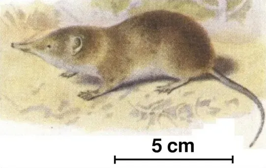 The Myosoricinae card