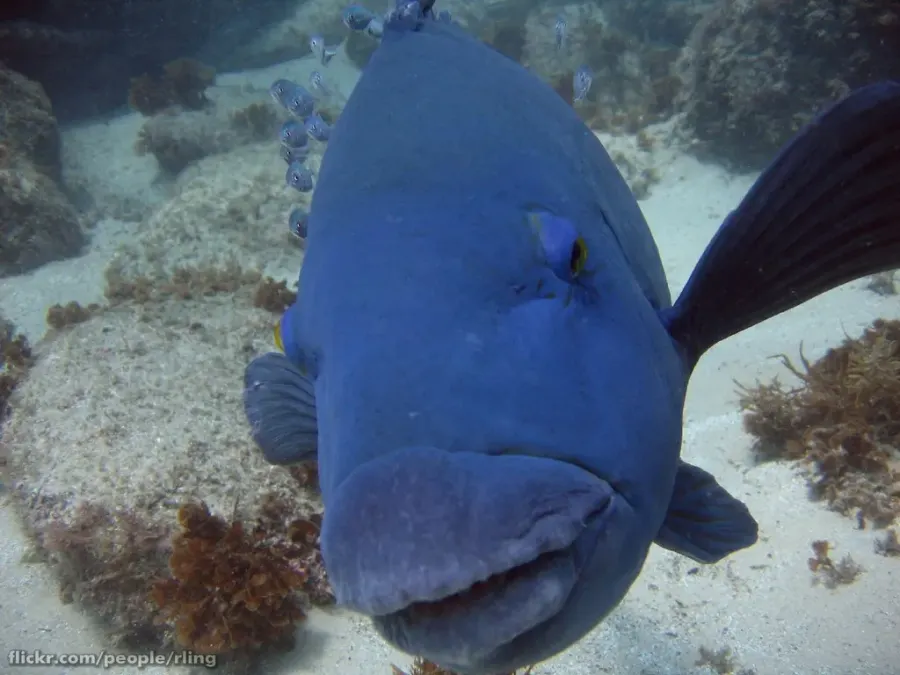 The Blue groper card