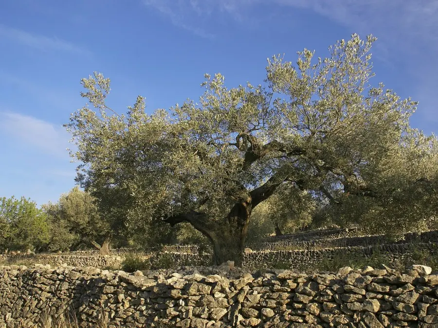 The Olea europaea card