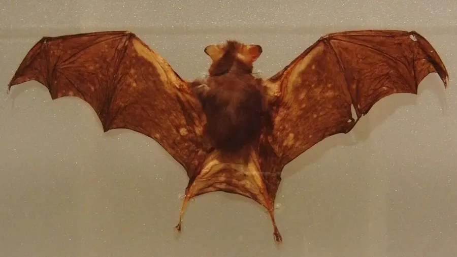 The Kitti's hog-nosed bat card