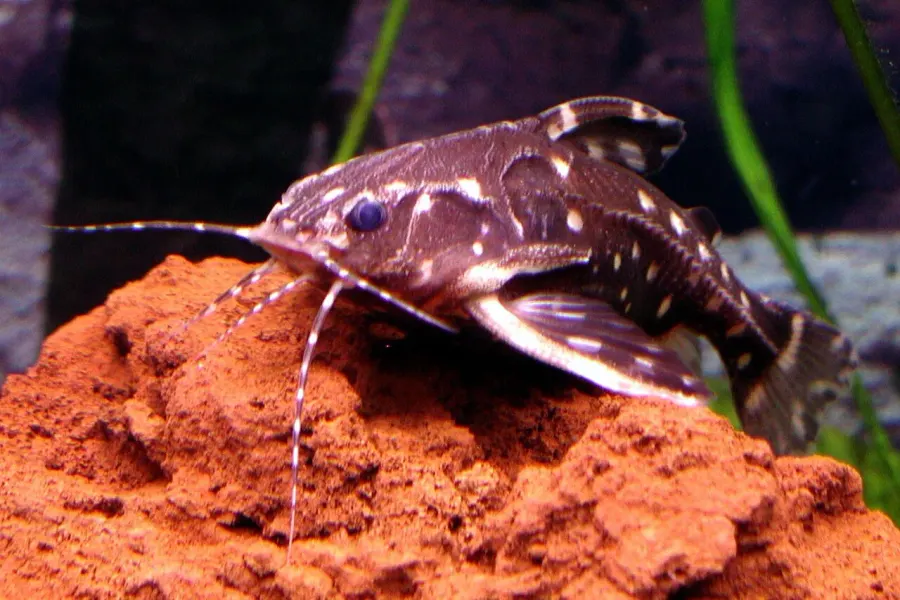 The Agamyxis pectinifrons card