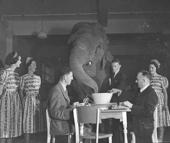 The Elephant in the room card
