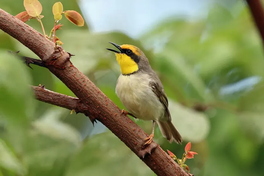The Black-necked eremomela card