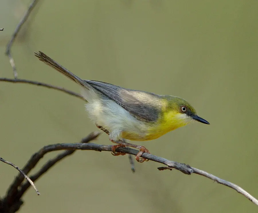 The Green-capped eremomela card