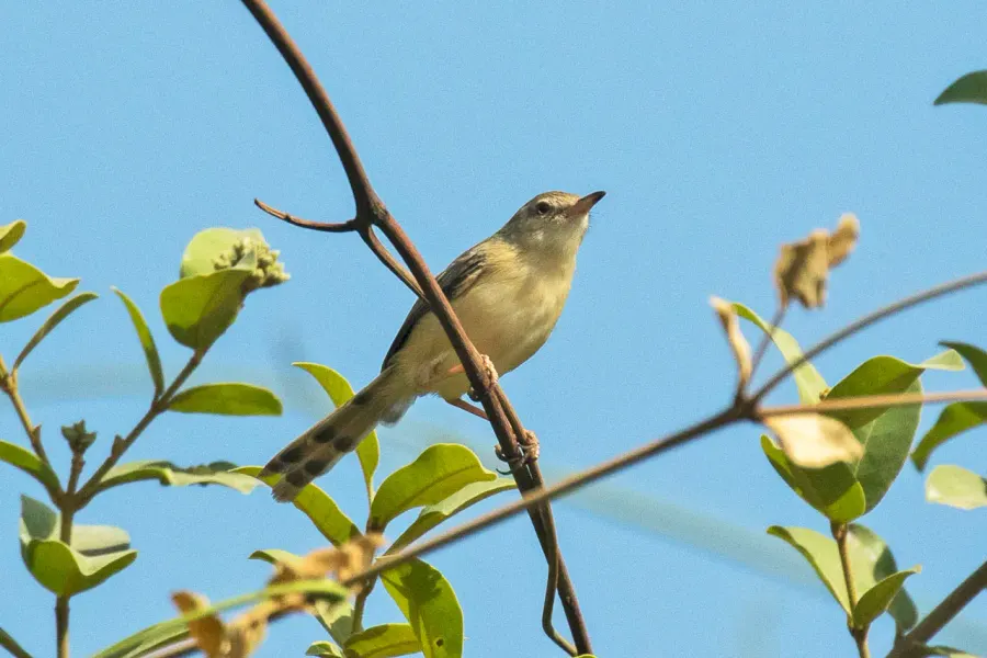 La carte Prinia modeste