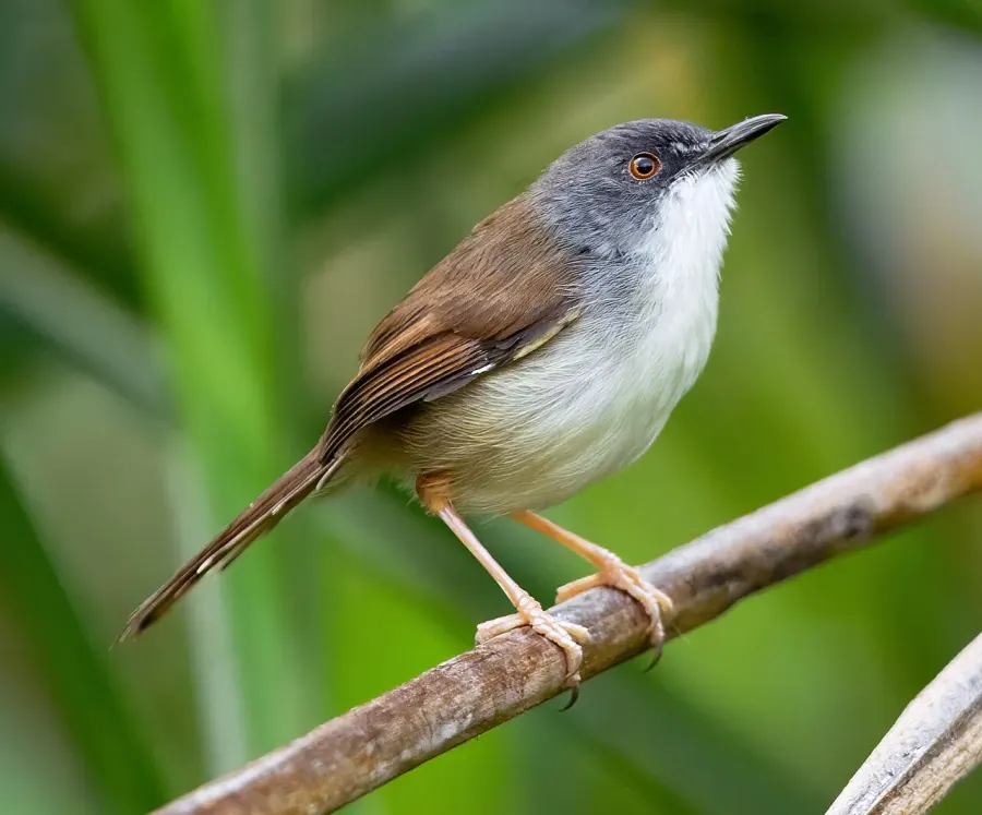 The Rufescent prinia card