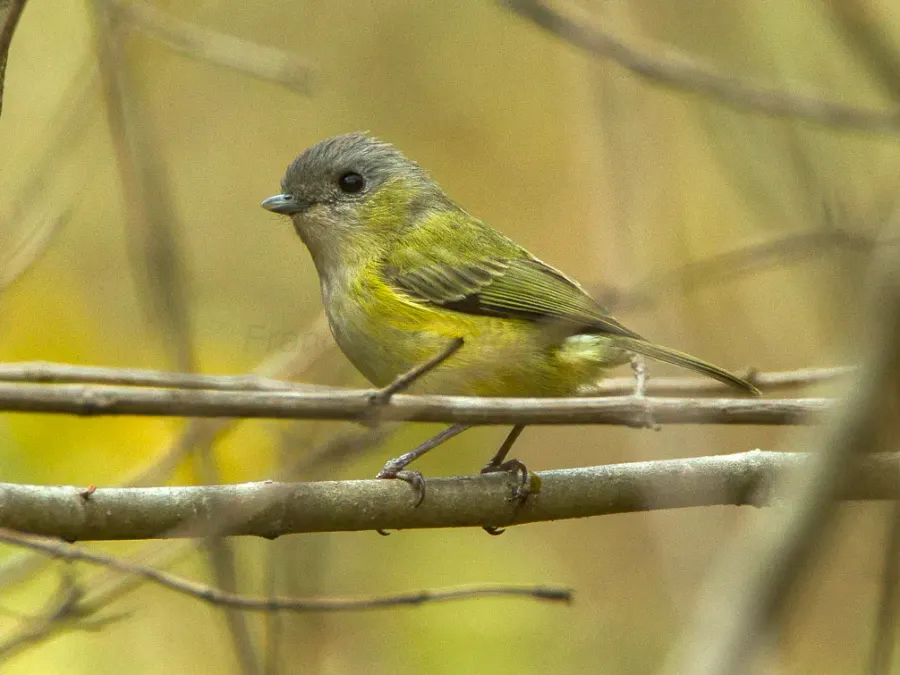 The Green shrike-babbler card