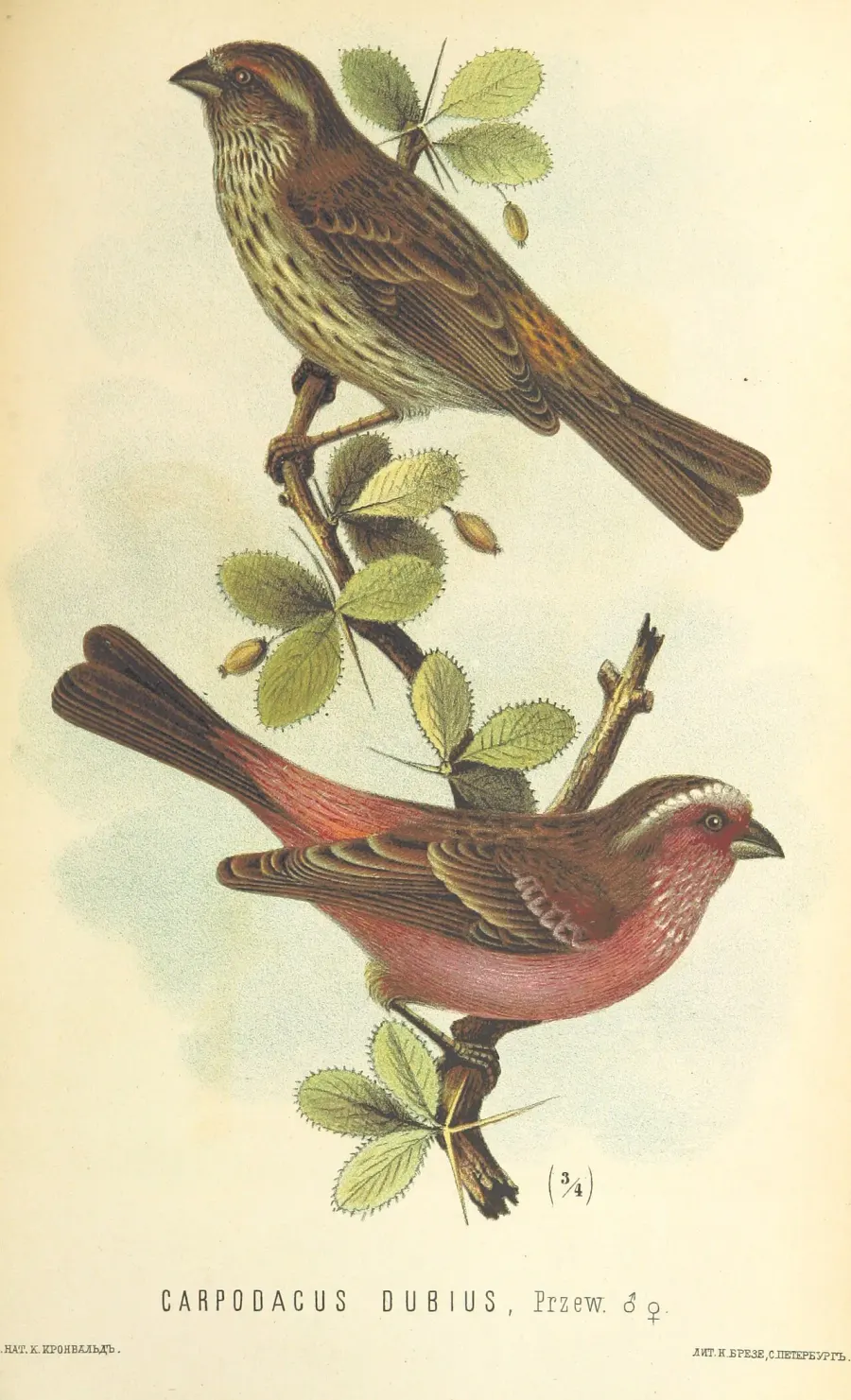 The Chinese white-browed rosefinch card