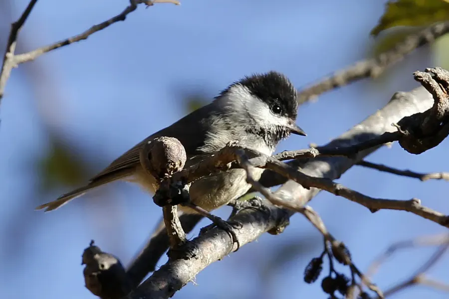The Black-bibbed tit card