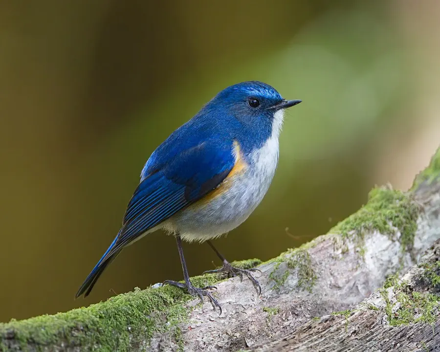 The Himalayan bluetail card