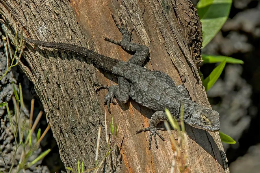 La carte Sceloporus grammicus