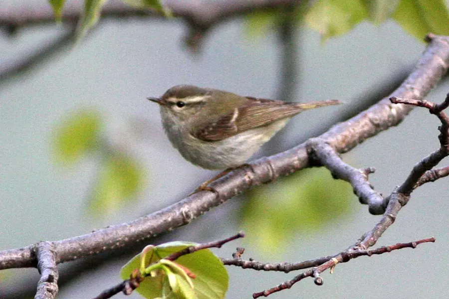 The Chinese leaf warbler card