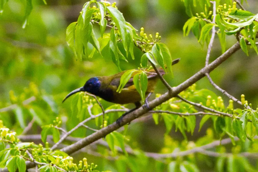 The Cameroon sunbird card