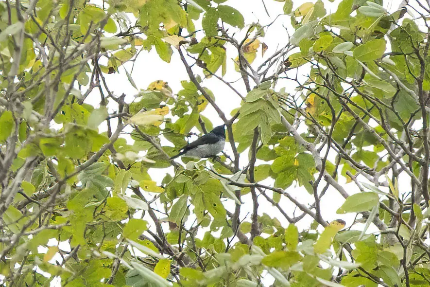 The Amani sunbird card