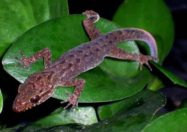 La carte Cyrtodactylus