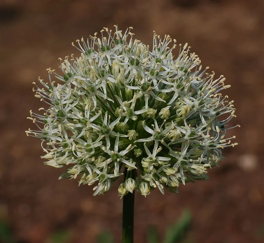 The Allium stipitatum card