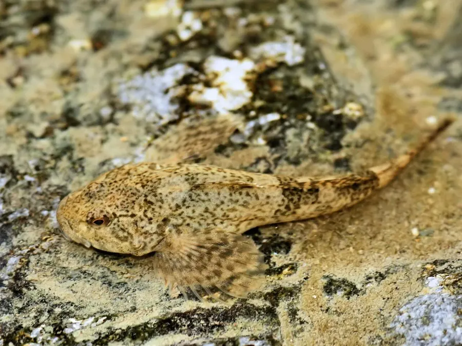 The European bullhead card