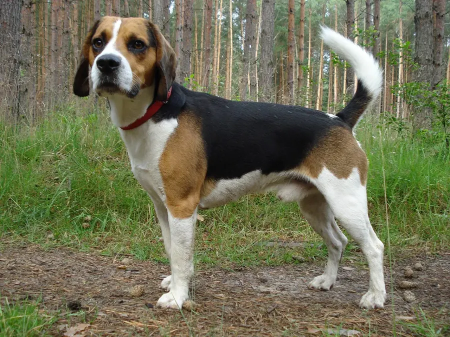 La carte Beagle-harrier