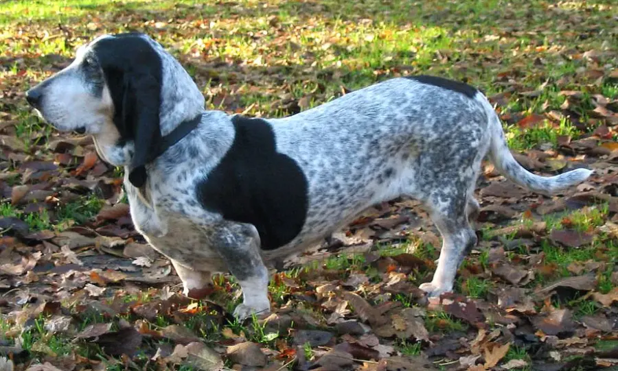 The Basset Bleu de Gascogne card