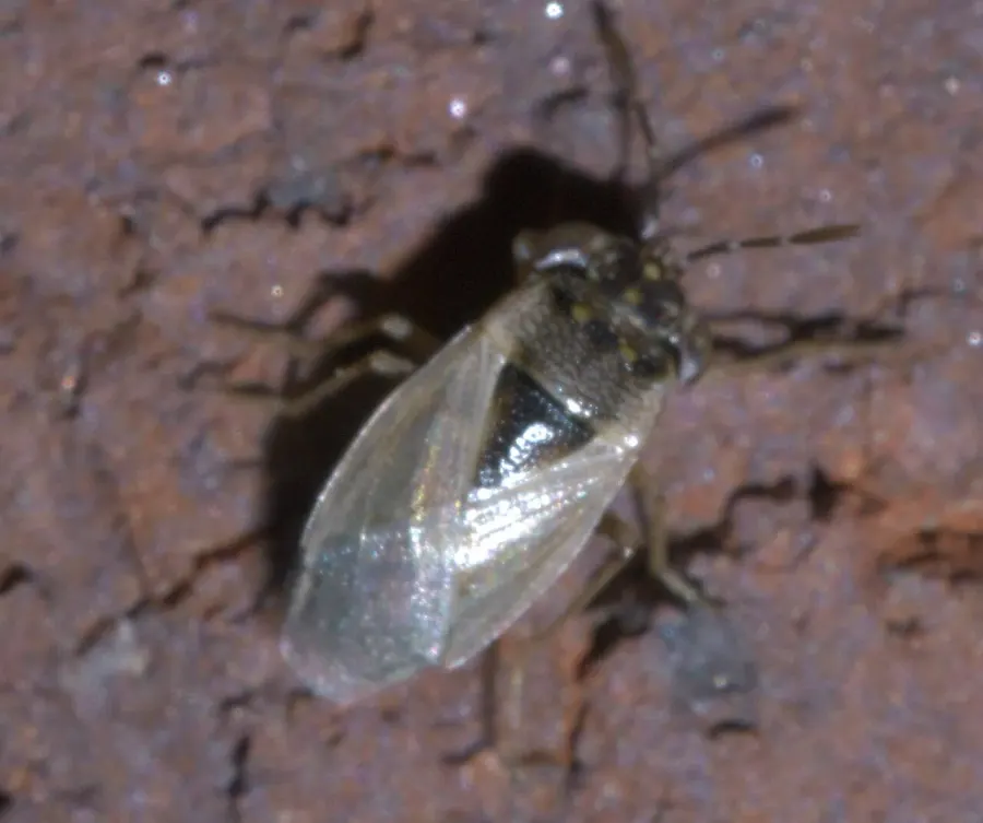 The Geocoridae card